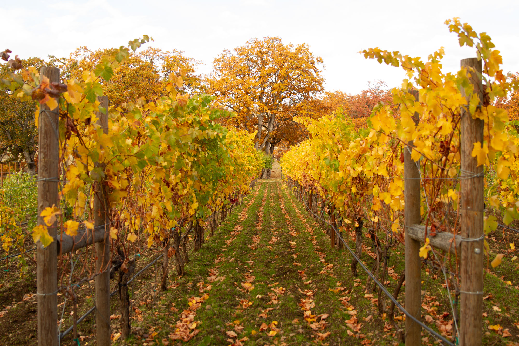 Fall colors on show in Syncline Winery vineyard